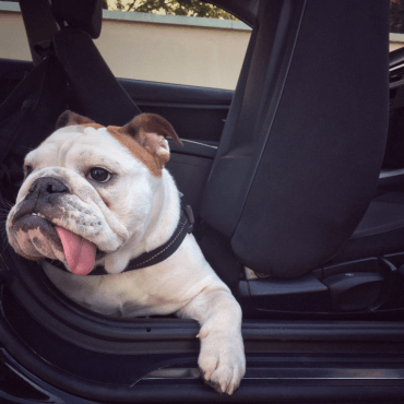 A te kutyád is rosszul van autózás közben?