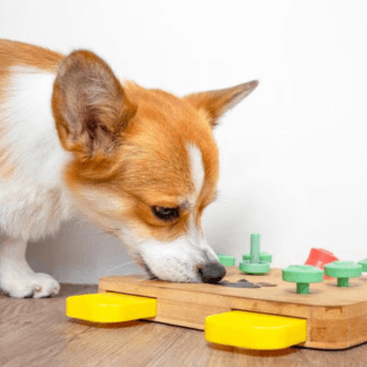 Unalom a négy fal között – miért életmentő egy jó logikai játék a kutyádnak?