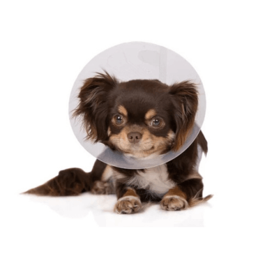 Kutya ivartalanítás