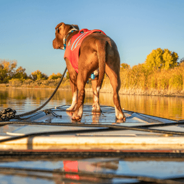 Mire jó a mentőmellény a kutyáknak?