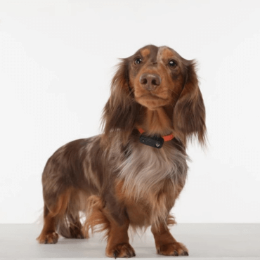 Tickless Mini – az újratölthető kullancsriasztó, amit imádni fogsz